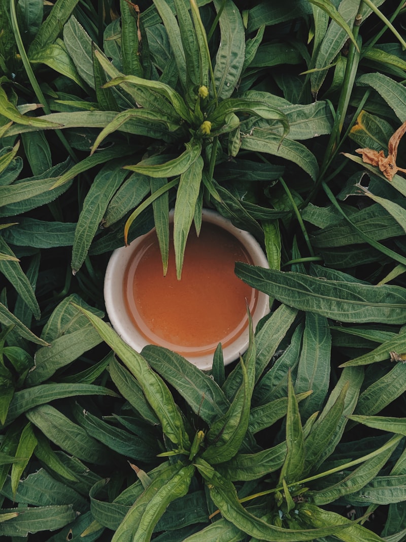 绿叶围绕的一盏橙金色茶汤